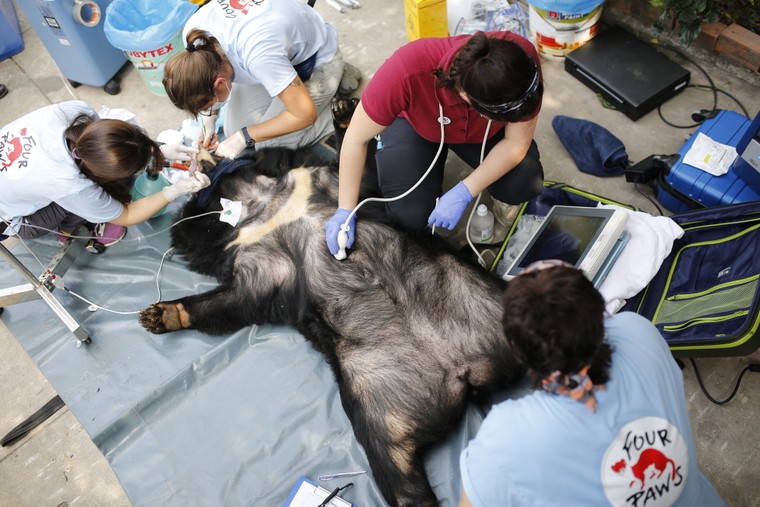 Cứu hộ thành công 5 cá thể gấu ở Bình Dương và Đồng Nai ảnh 4