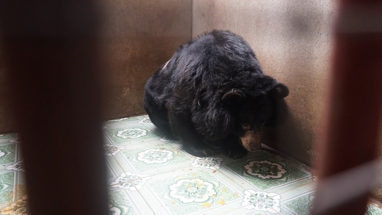 Cứu hộ thành công 5 cá thể gấu ở Bình Dương và Đồng Nai ảnh 1