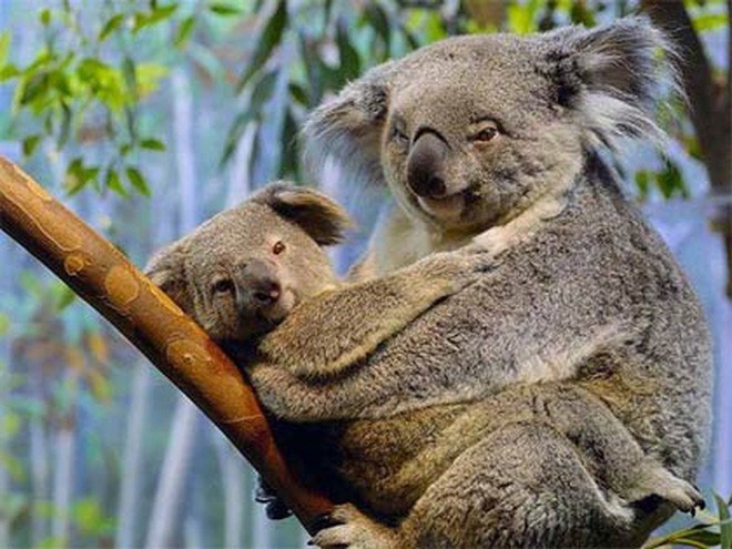 Loài Koala ngủ khoảng mấy tiếng mỗi ngày?