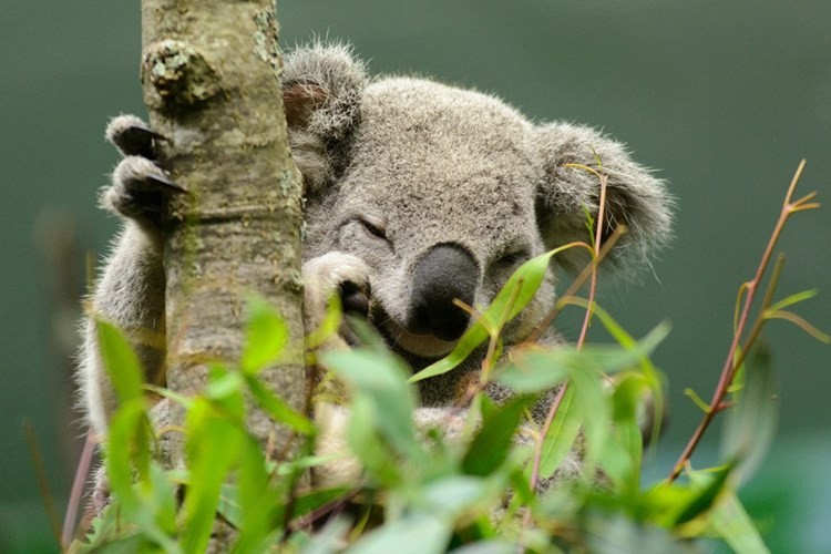 Tại sao Koala ôm cây thường xuyên?