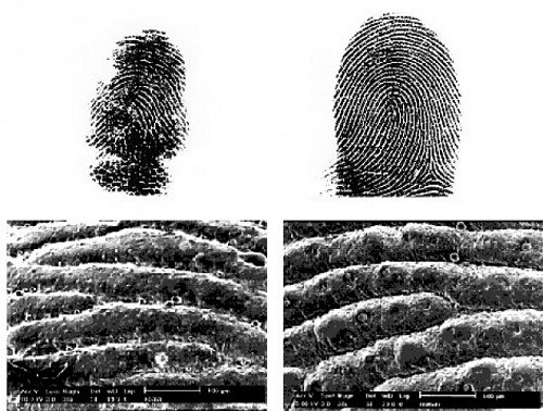 Ngoài tinh tinh và khỉ đột, loài động vật nào dưới đây có vân tay giống con người?