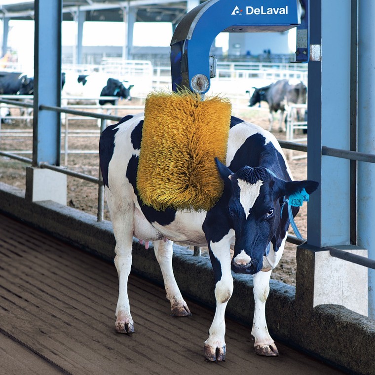 Check-in tại 'Resort' bò sữa siêu đẹp của Vinamilk Tây Ninh ảnh 7