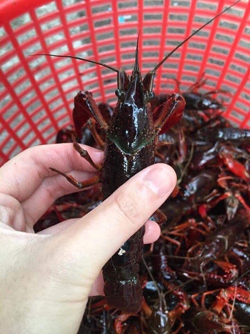 Tôm càng đỏ thở bằng bộ phận nào?