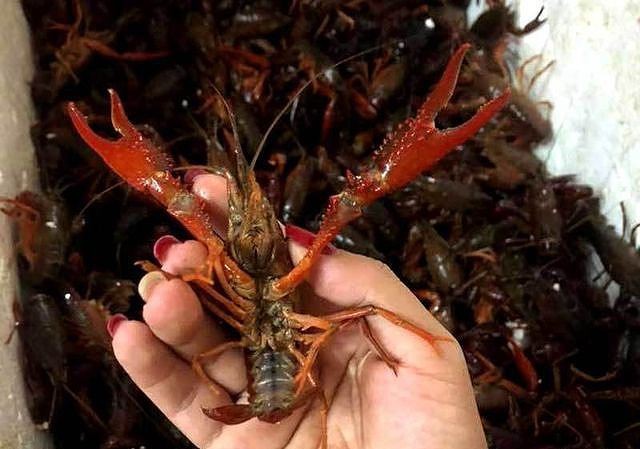 Vì sao tôm càng đỏ lại bị tiêu diệt và cấm buôn bán?