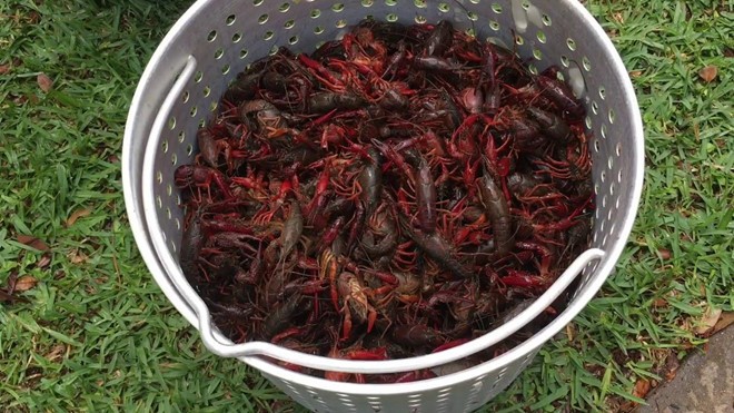 Tôm càng đỏ sống ở môi trường nào?