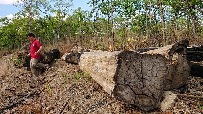 Hàng loạt cán bộ nhúng chàm vụ trùm gỗ lậu Phượng 'râu' ảnh 3
