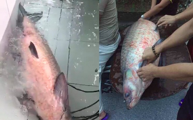 Cận cảnh con cá trắm đen dài 1,5m, nặng 50kg mắc lưới ngư dân ở Yên Bái ảnh 2