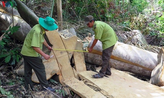 Lâm tặc bỏ lại đồ nghề, gỗ quý chạy thoát thân sau khi bị phát hiện ảnh 1