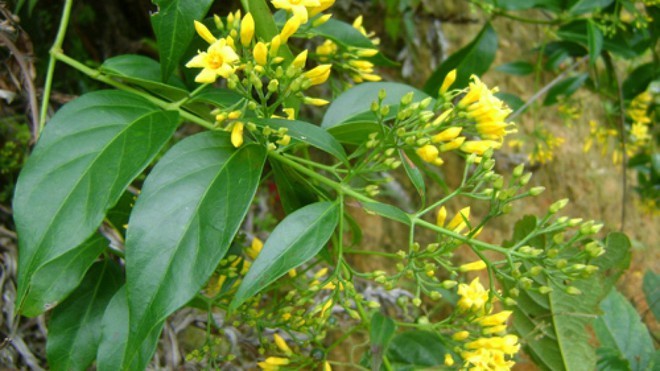 Đâu không phải là tên gọi khác của cây lá ngón?