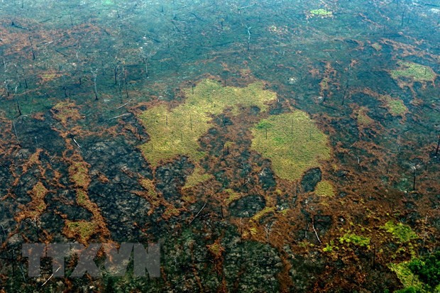 Cộng đồng thổ dân Brazil kêu gọi châu Âu giúp bảo vệ rừng Amazon ảnh 1