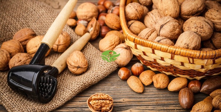 Hạt mắc ca giúp ngăn ngừa tăng cân?