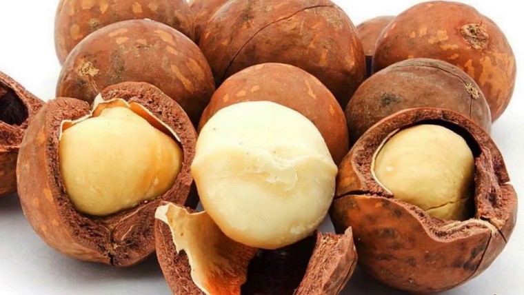 Hạt mắc ca có tên khoa học là gì?