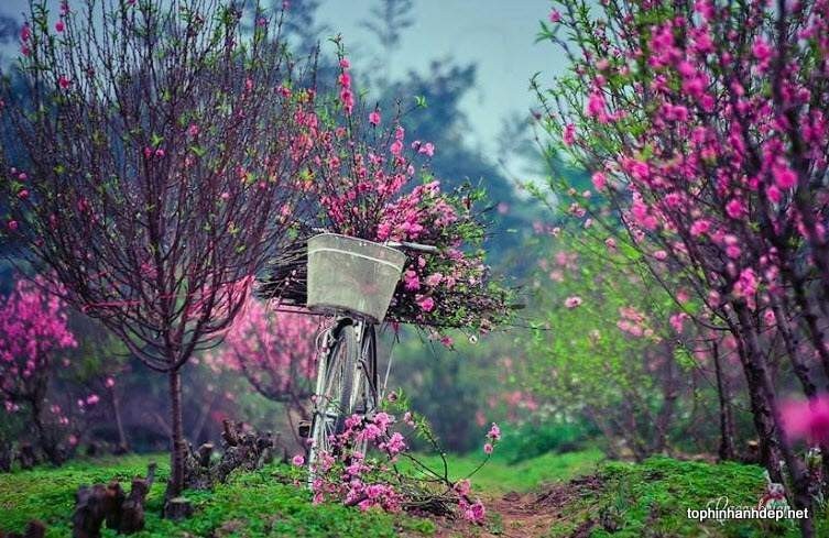 Du xuân 3 miền: Trải nghiệm nét đẹp đặc trưng Tết Bắc - Trung - Nam ảnh 1