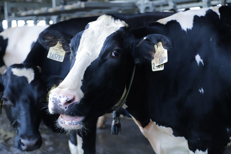 Tết tại ‘resort’ bò sữa Vinamilk có gì đặc biệt? ảnh 5