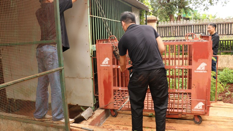 Tổ chức Động vật châu Á cứu hộ gấu ngựa nuôi nhốt cuối cùng tại Gia Lai ảnh 2