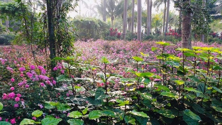 Hơn một triệu bông hồng nở hoa rực rỡ khắp Ecopark ảnh 3