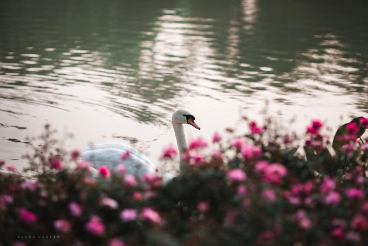 Hơn một triệu bông hồng nở hoa rực rỡ khắp Ecopark ảnh 4