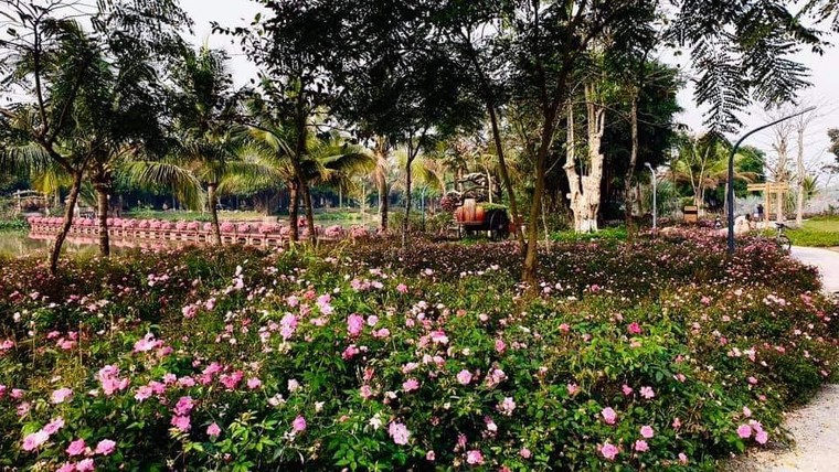 Hơn một triệu bông hồng nở hoa rực rỡ khắp Ecopark ảnh 7