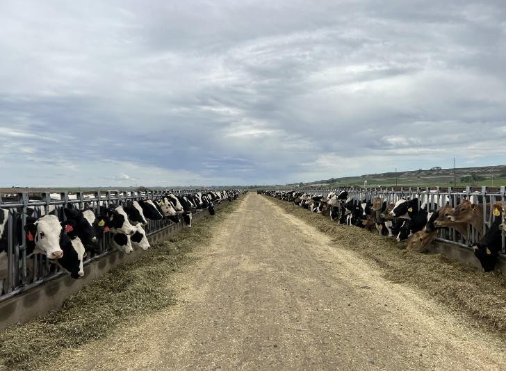 Vinamilk nhập đàn bò sữa 1000 con từ Mỹ về tổ hợp trang trại tại Lào ảnh 4