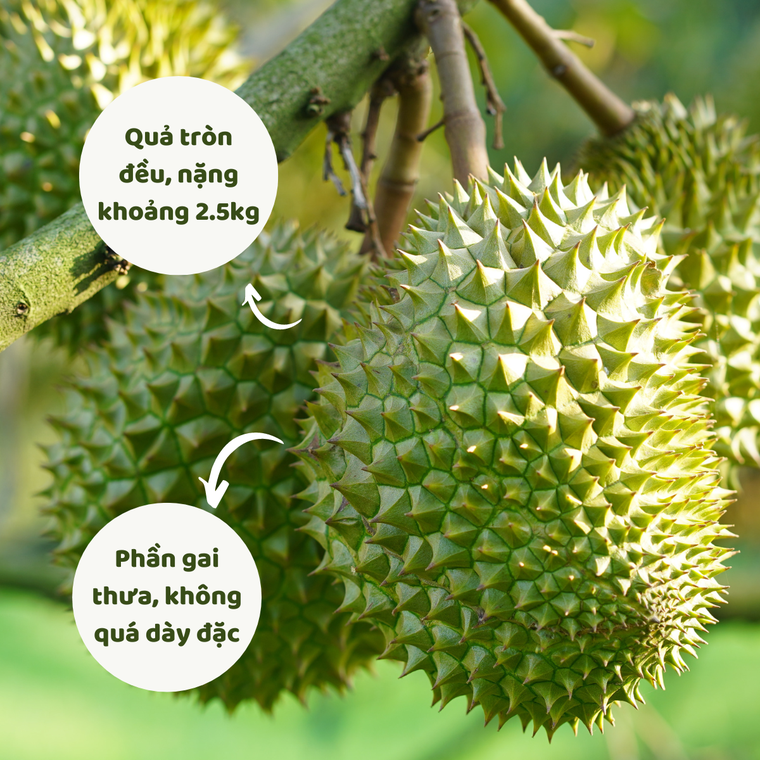 Mua sầu riêng, ghi nhớ 3 mẹo này để chọn quả nào cũng ngon ảnh 1