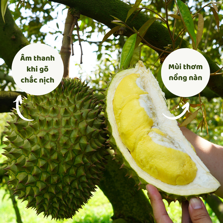 Mua sầu riêng, ghi nhớ 3 mẹo này để chọn quả nào cũng ngon ảnh 2