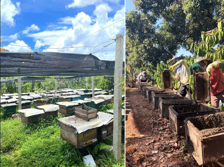 Lưu giữ vị ngọt núi rừng đại ngàn trong từng giọt mật ong của Tiệm Phố Núi ảnh 1