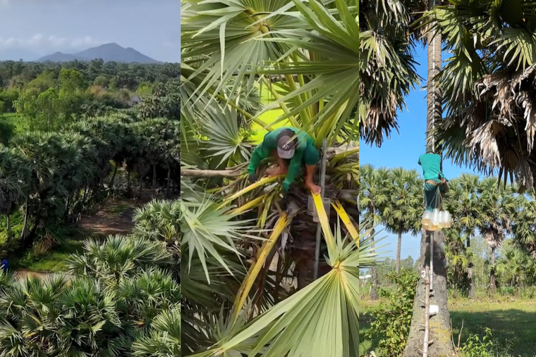 Nỗ lực duy trì nghề truyền thống lấy mật hoa thốt nốt của doanh nghiệp bản địa tại An Giang ảnh 1