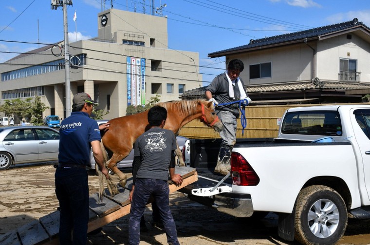 Nhật Bản: Giải cứu chú ngựa mắc kẹt trên mái nhà do nước lũ ảnh 1