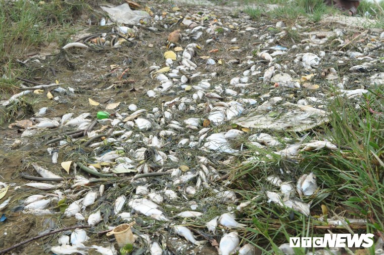 Dieu dung vi ca, tom, cua chet khong ro nguyen nhan o Quang Nam hinh anh 1