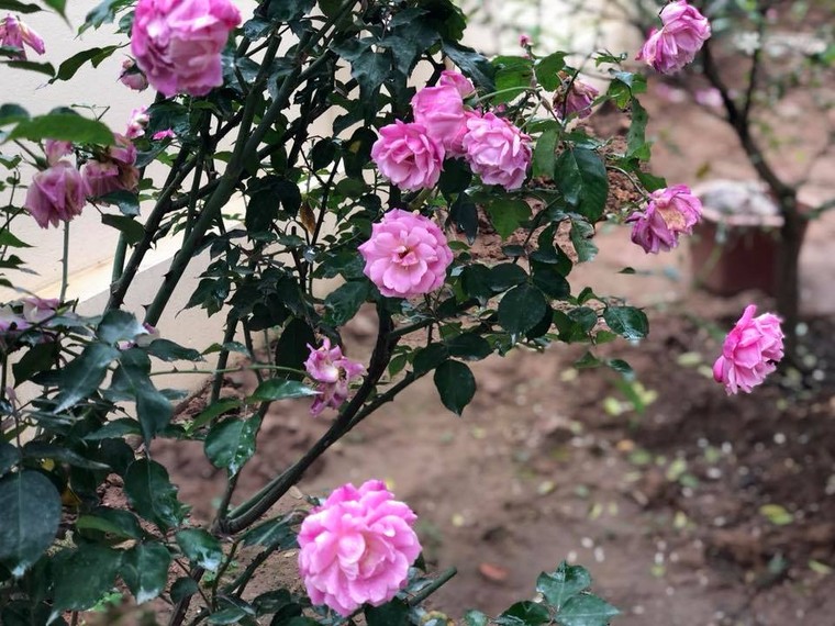 Gia tai trieu USD cua 'ong hoang nhac do' Trong Tan hinh anh 6