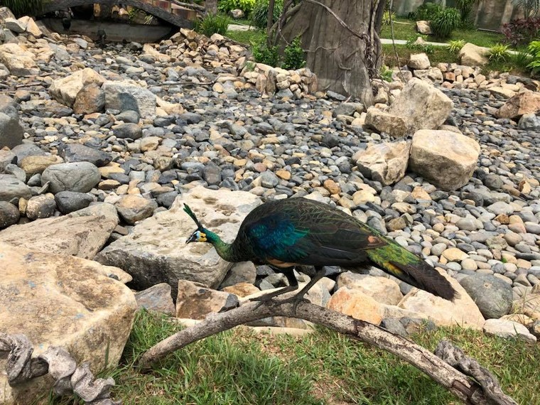 Gia tai trieu USD cua 'ong hoang nhac do' Trong Tan hinh anh 12