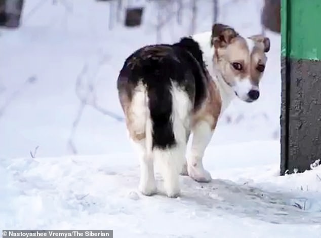 The faithful dog was abandoned in Mametkino village in Siberia, 1,547 miles east of MoscowÂ 
