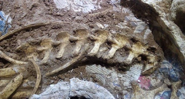 Phát hiện hóa thạch của hươu thời tiền sử tại Argentina ảnh 1