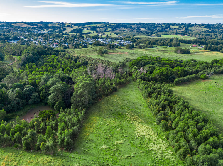 Austraulia xây dựng hành lang sinh thái để bảo tồn loài koala ảnh 1