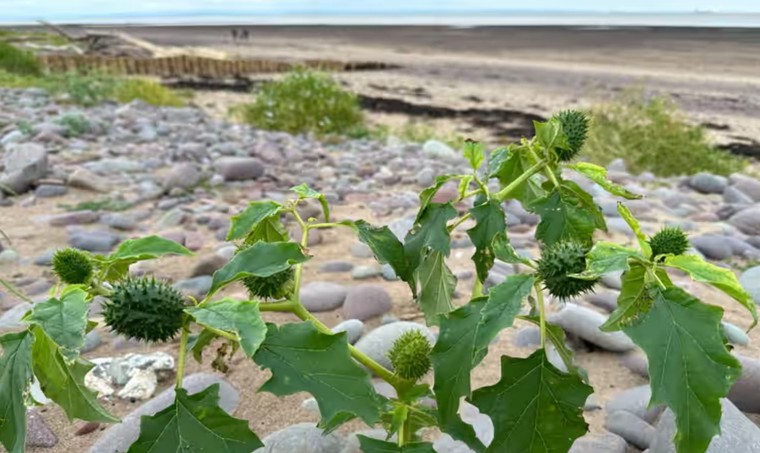 Cà độc dược: Vẻ đẹp chết người bên bờ biển hoang sơ ảnh 1