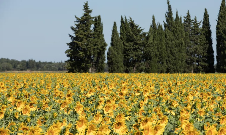 Arles: Thành phố của những sắc màu Van Gogh ảnh 1
