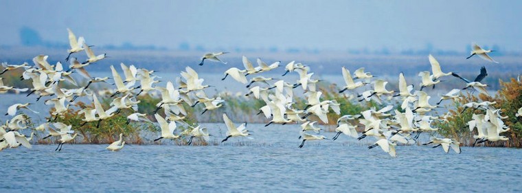 Đồng bằng sông Hoàng Hà: Thiên đường của các loài chim quý ảnh 1