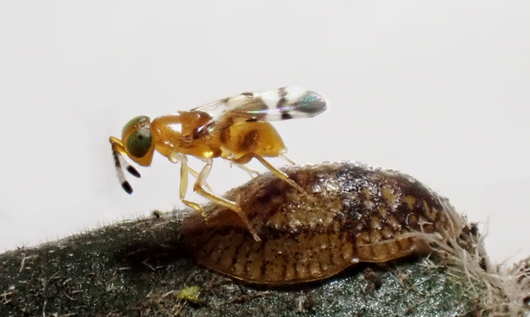 Loài ong ký sinh cứu loài chim quý khỏi tuyệt chủng ảnh 1