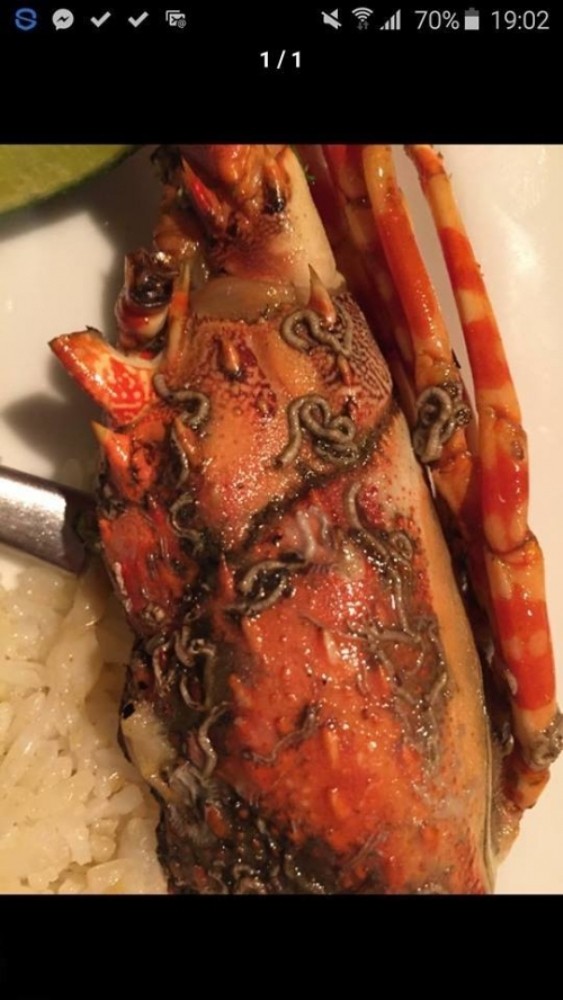 Tôm hùm dòi bò lúc nhúc trong resort vẫn phải móc túi trả 5 triệu ảnh 2