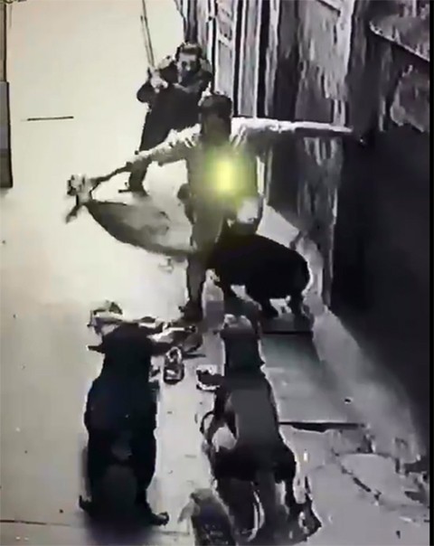 Rùng mình 4 con chó 'Tây' vây quanh tấn công chủ nhân ở Hà Nội ảnh 2