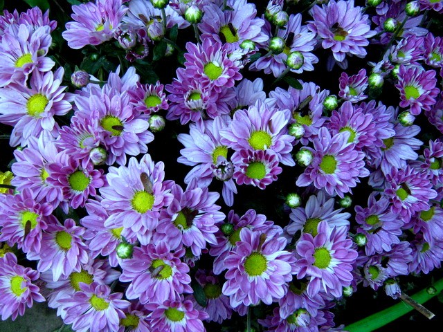 Hoa cúc mang ý nghĩa gì trong phong thủy? ảnh 2