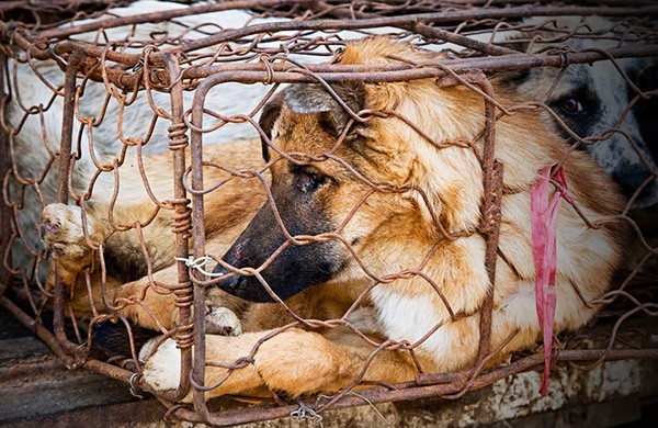 Đôi mắt tuyệt vọng đầy ám ảnh của chú chó sắp lên...bàn nhậu ảnh 5