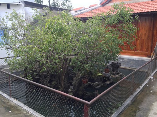 Sự thật về kho báu dưới cây sanh cổ 14 tỷ ở Huế ảnh 3