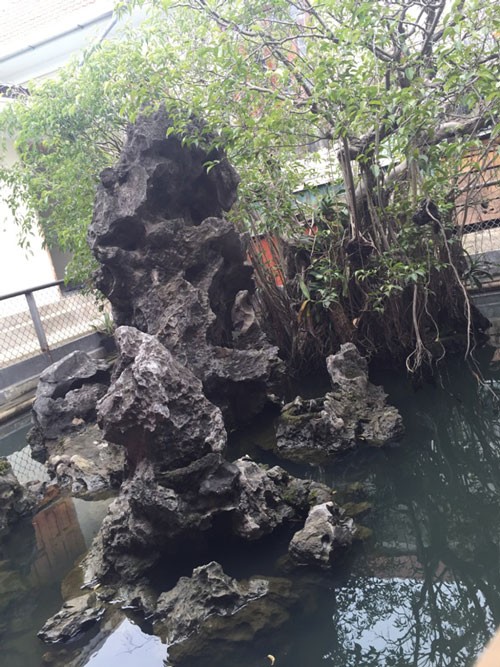 Sự thật về kho báu dưới cây sanh cổ 14 tỷ ở Huế ảnh 2