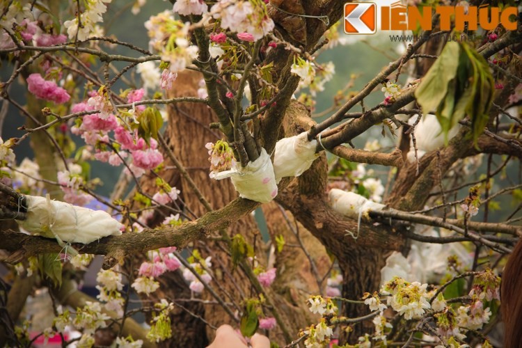 Lễ hội hoa anh đào 2016: Thất vọng vì hoa anh đào héo úa ảnh 2