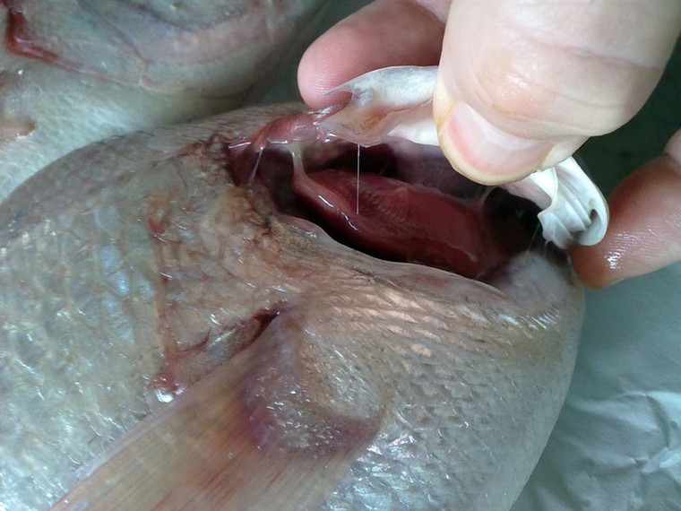 Những đặc điểm giúp phân biệt cá biển tươi và cá bị nhiễm độc ảnh 2