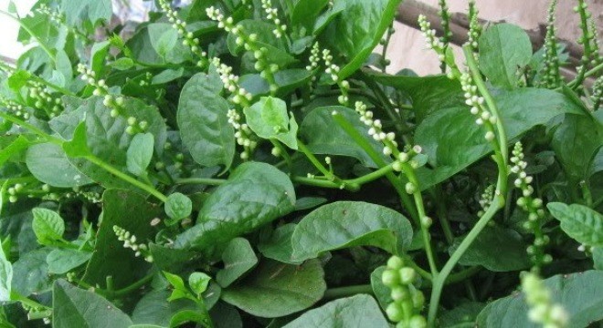 Những nguy hại chết người từ rau mồng tơi mà ít ai ngờ ảnh 1