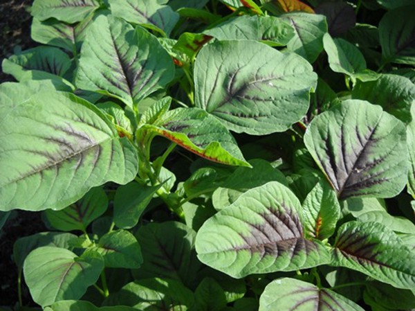 Những sai lầm khi ăn rau dền cực nguy hiểm cần phải bỏ ngay! ảnh 3