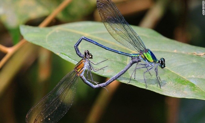 10 loài mới phát hiện ấn tượng nhất năm 2016 ảnh 10