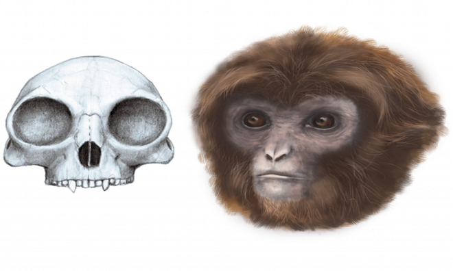 10 loài mới phát hiện ấn tượng nhất năm 2016 ảnh 8